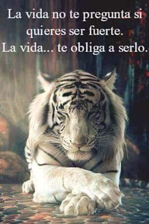 danivan92's tweet image. Asi es !!