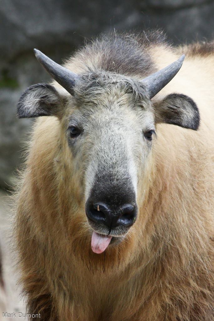 CincinnatiZoo's tweet photo. Dale the 10 month old takin calf is full of personality! #ZooBabies https://t.co/wKEn4qvlkC https://t.co/qXLVe13K14
