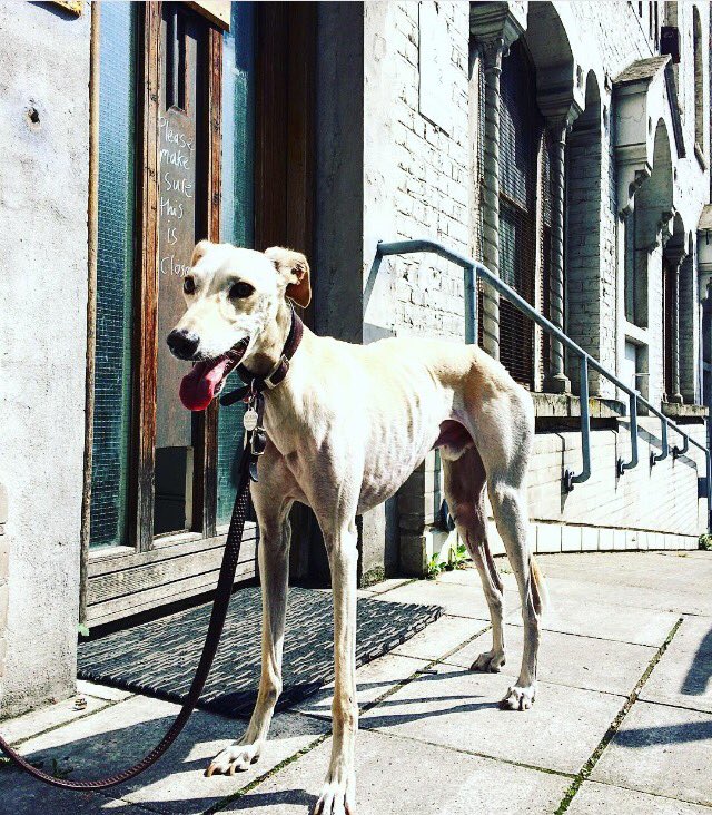 Summer! Here's one one of our friends at V22 Studios Dalston... #AshwinStreet #dog