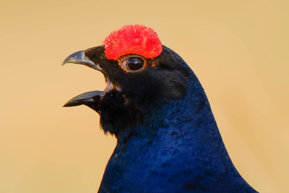 walkhighlands's tweet photo. In pictures: Black Grouse lek, Glenlivet, Cairngorms National Park https://t.co/PzNP7C7XlA https://t.co/37LcuY4hQC