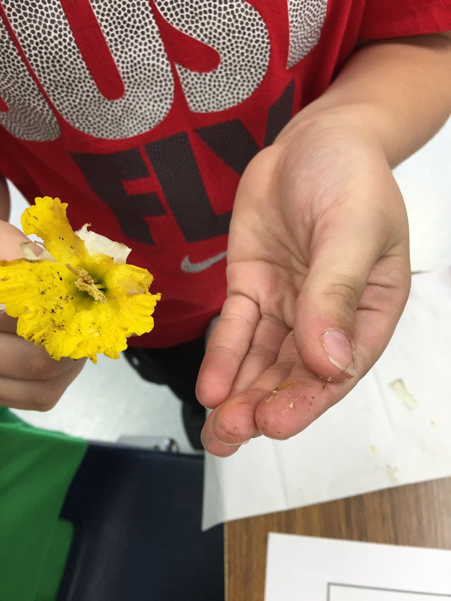 2ndgradekramer's tweet photo. Ss dissecting daffodils! #2k106 https://t.co/TaMR2cAMix