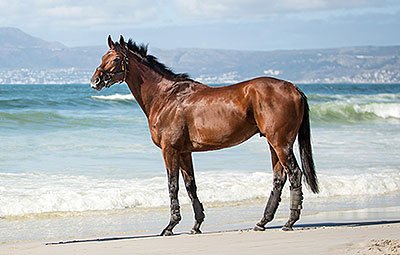 South African HOTY Retires thoroughbreddailynews.com/?p=67778 Photo: <a href="/freemanstallion/">FreemanStallions</a>