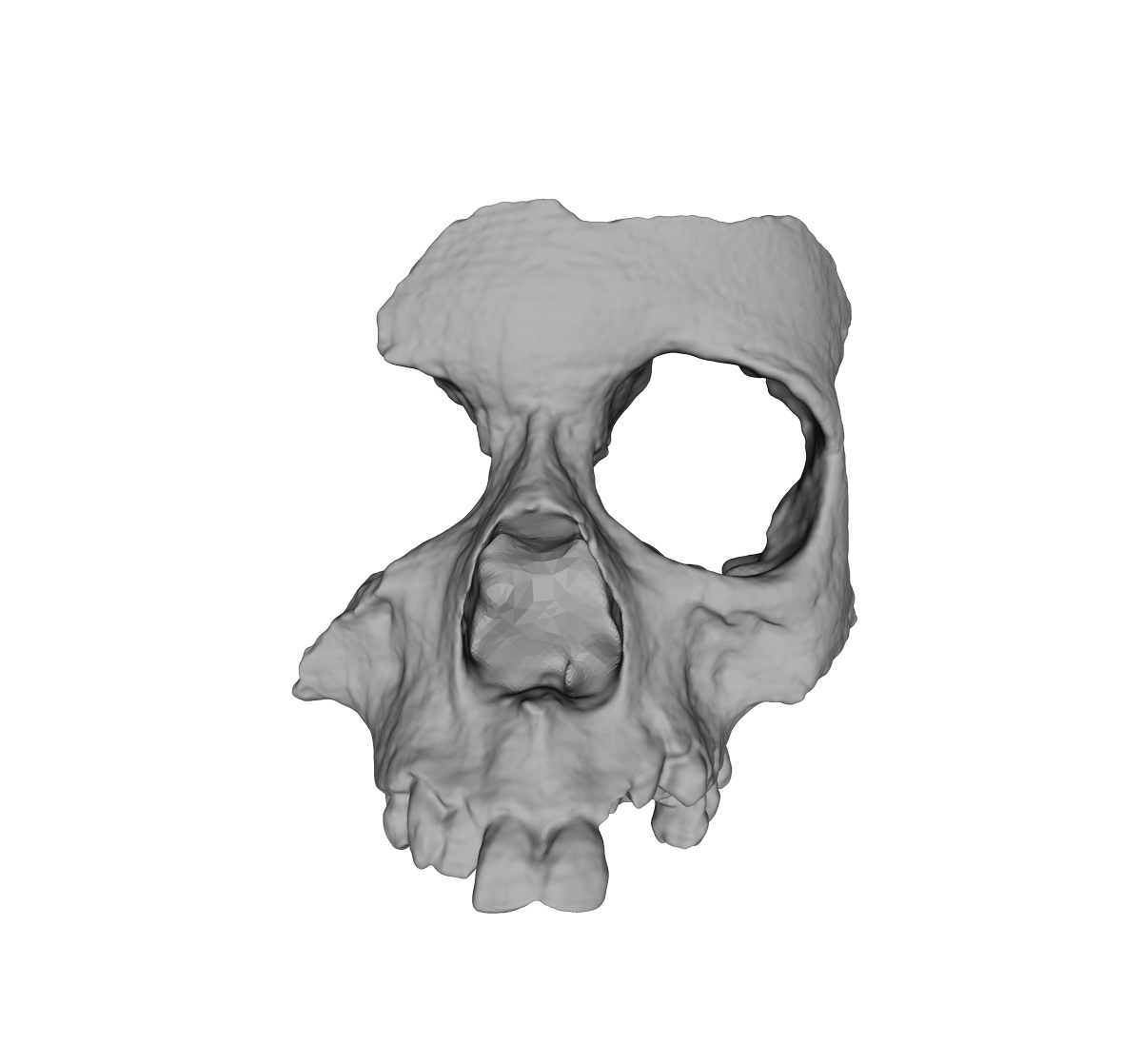 Formsfield's tweet image. Wow: How 3D Printed Bones Are Revolutionizing Forensics And Bioarchaeology forbes.com/sites/kristina…