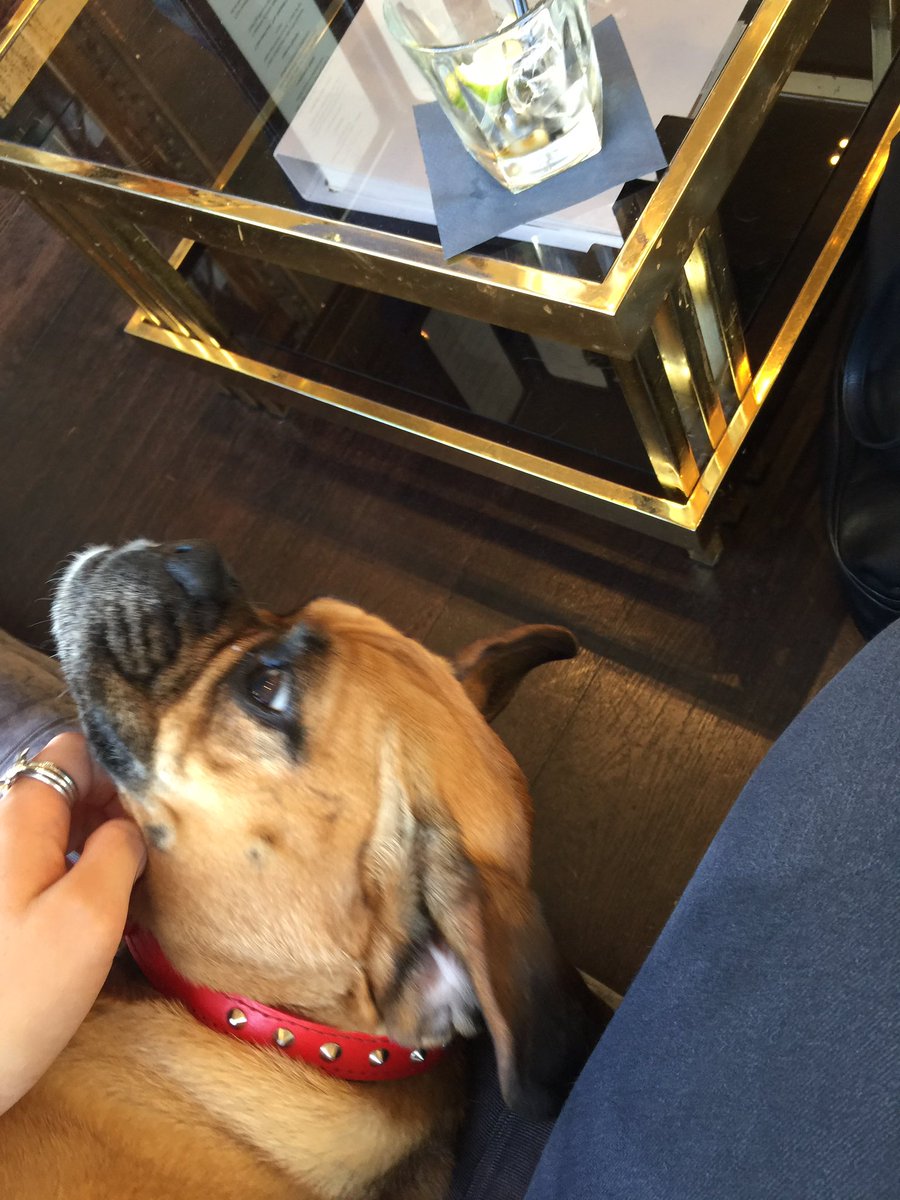 I made a friend at the hairdressers 🐶