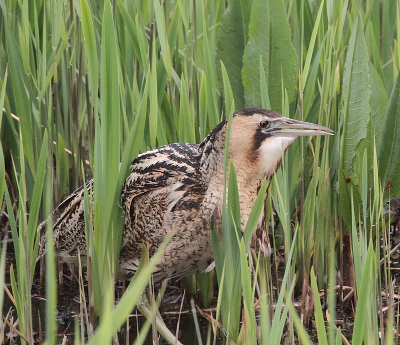 <a href="/RSPBMinsmere/">RSPB Minsmere 🌍</a> @wildlife_uk Going, going, gone....hope that lot in Island Mere got goot shots of me....