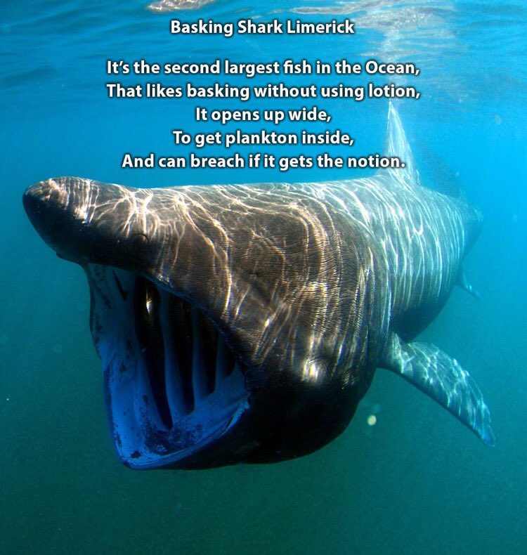 MA_Sharks's tweet photo. @ConnectedWaters @phishdoc @samoester @azivian here you go: https://t.co/l3NbzkG9Va