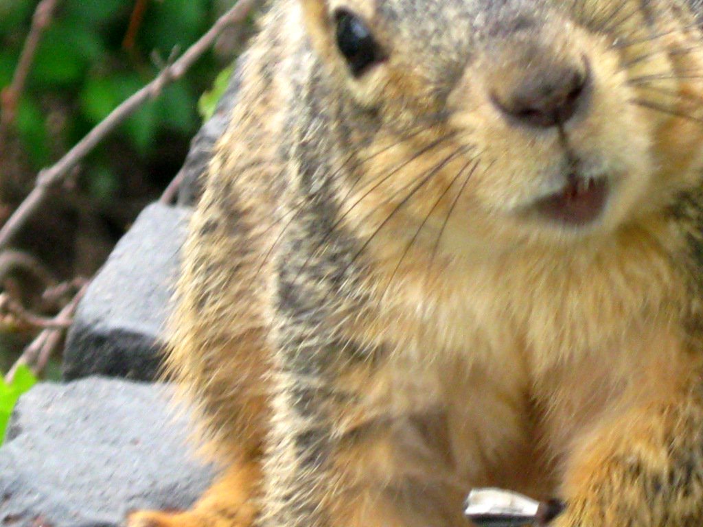 viewfrommyoffic's tweet photo. HI MR SQUIRREL!!! #InternetNeedsMoreSquirrels https://t.co/ZMiKSsQBVk