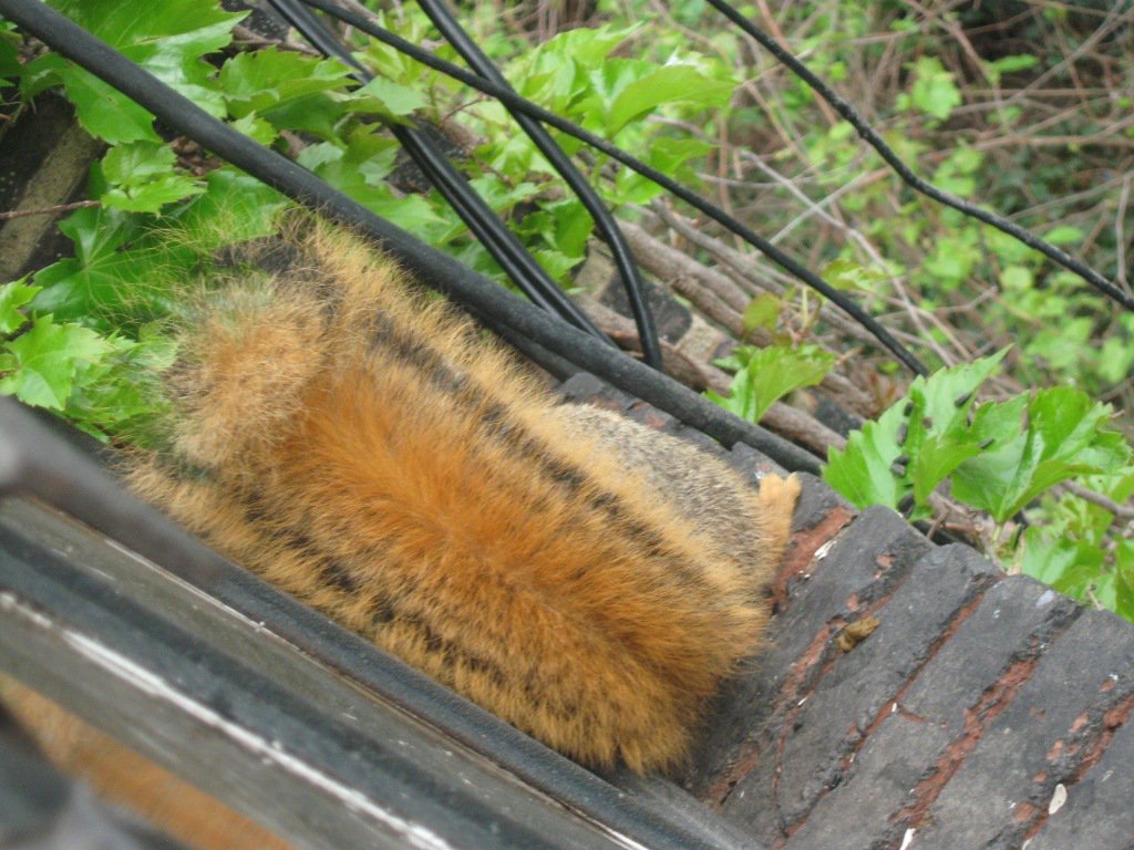 viewfrommyoffic's tweet photo. DAT TAIL YO!! #InternetNeedsMoreSquirrels https://t.co/zTF1sp3dn6