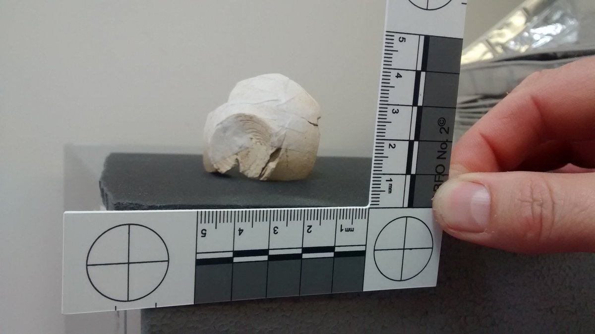 ErmineStreetDig's tweet photo. Another finds tray gem. #tinypot #community #archaeology https://t.co/etdZ2Fniz8