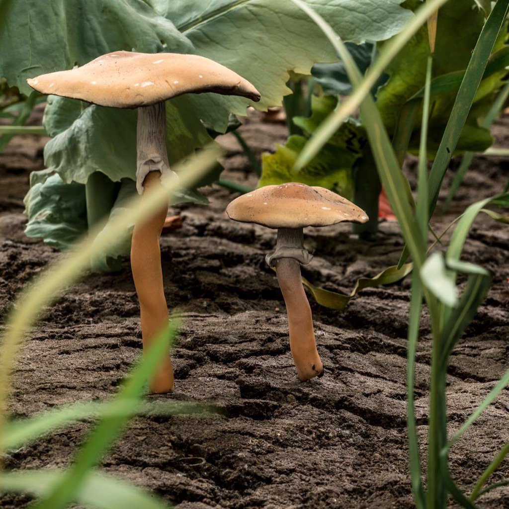 Domenica apertura straordinaria della mostra #naturanaturans #villapanza #varese in occasione dell'ultimo giorno