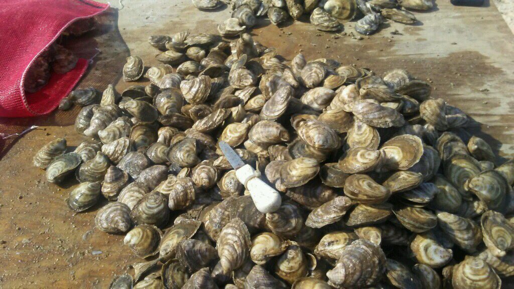 <a href="/MIORoysters/">MassacreIslandOyster</a> looking good getting to market <a href="/ALSeafood/">Alabama Seafood</a> <a href="/PecheNOLA/">Peche Restaurant</a> <a href="/chefbrianlandry/">Brian Landry</a>