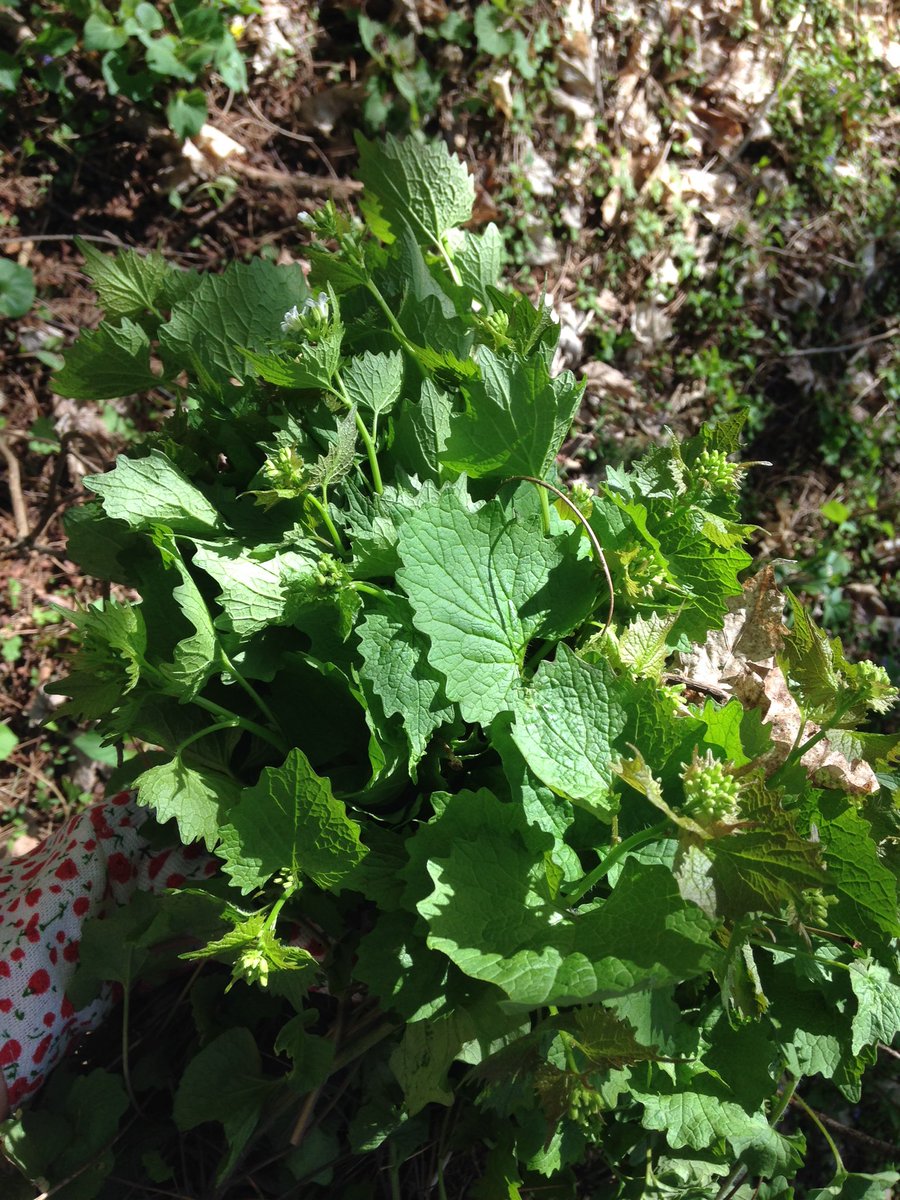 NCC_CNC's tweet photo. Turning pests into pesto! Invasive garlic mustard repurposed for lunch 🌱🍴 https://t.co/8ZNXd3mwI3