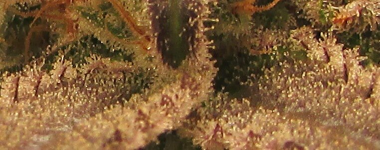 New fire coming soon to Best Budz!!! Super lemon haze X Candyland.
#ComingSoonToBestBudz