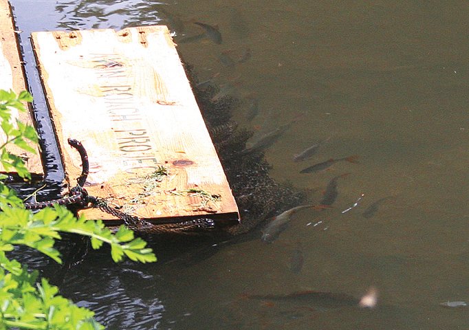 ChrisBaingerEA's tweet photo. Keep an eye out for @severnrivers #roach spawning boards on the Severn #SpawningWatch #AvonRoachProject https://t.co/qLrzvxHgv3