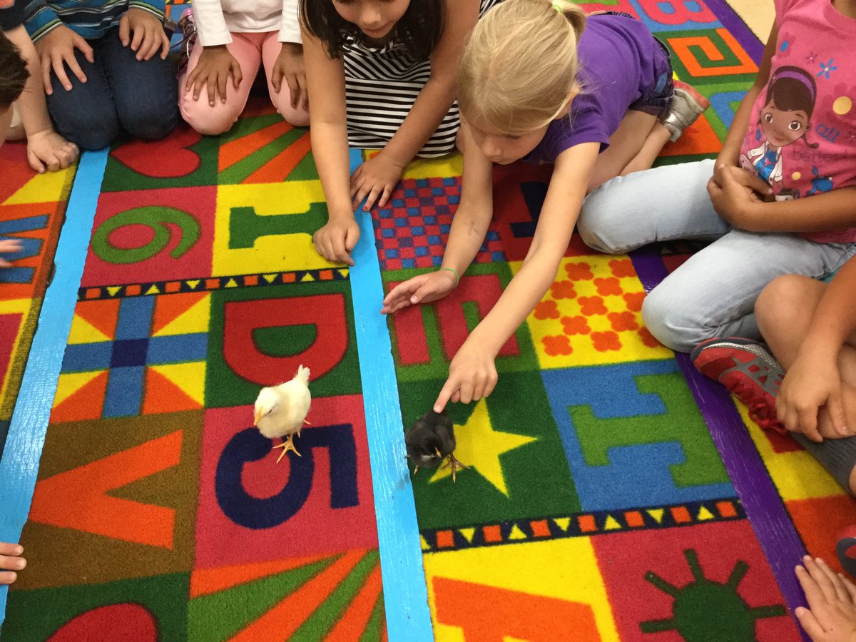Hanging out with our baby chicks. #le58rocks #dg58learns
