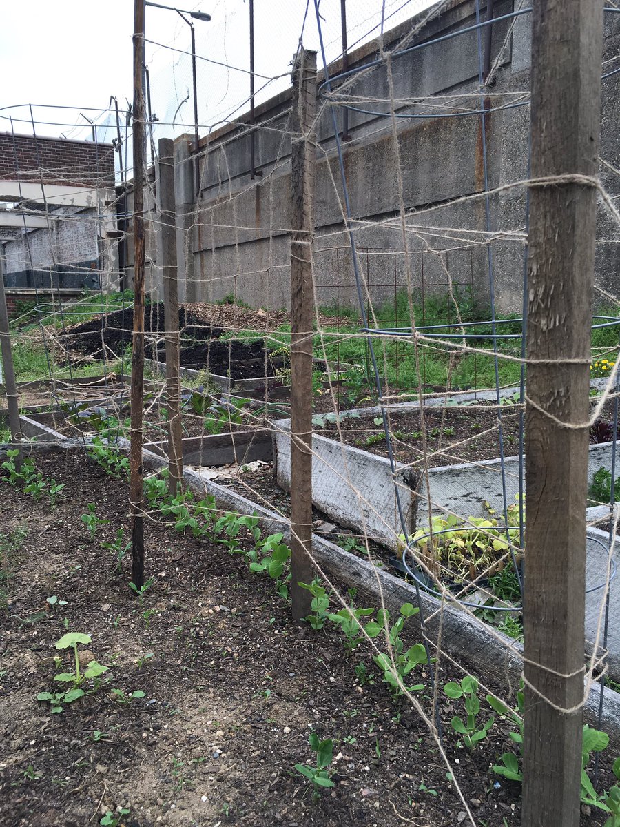 We did some trellising yesterday. What do your trellises look like? #trellis #peas #gardening