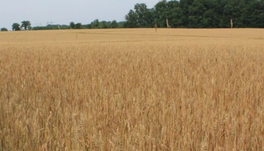 SandbarGB's tweet photo. Distilleries are the reason many grain farmers stay afloat. https://t.co/BzOecVxPyh  #GrandBend #Beer https://t.co/qOR2pKPMQB