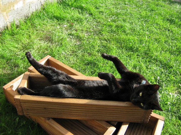 SurePetcare's tweet photo. Gardens are the best places to hang out when the sun is shining! #SurePet https://t.co/Zi5dVIdrA3