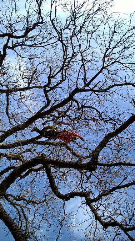 Join us for a demonstration of #treeclimbing, with the Arboricoltori Eco-Etici at #CantineAperte2016!