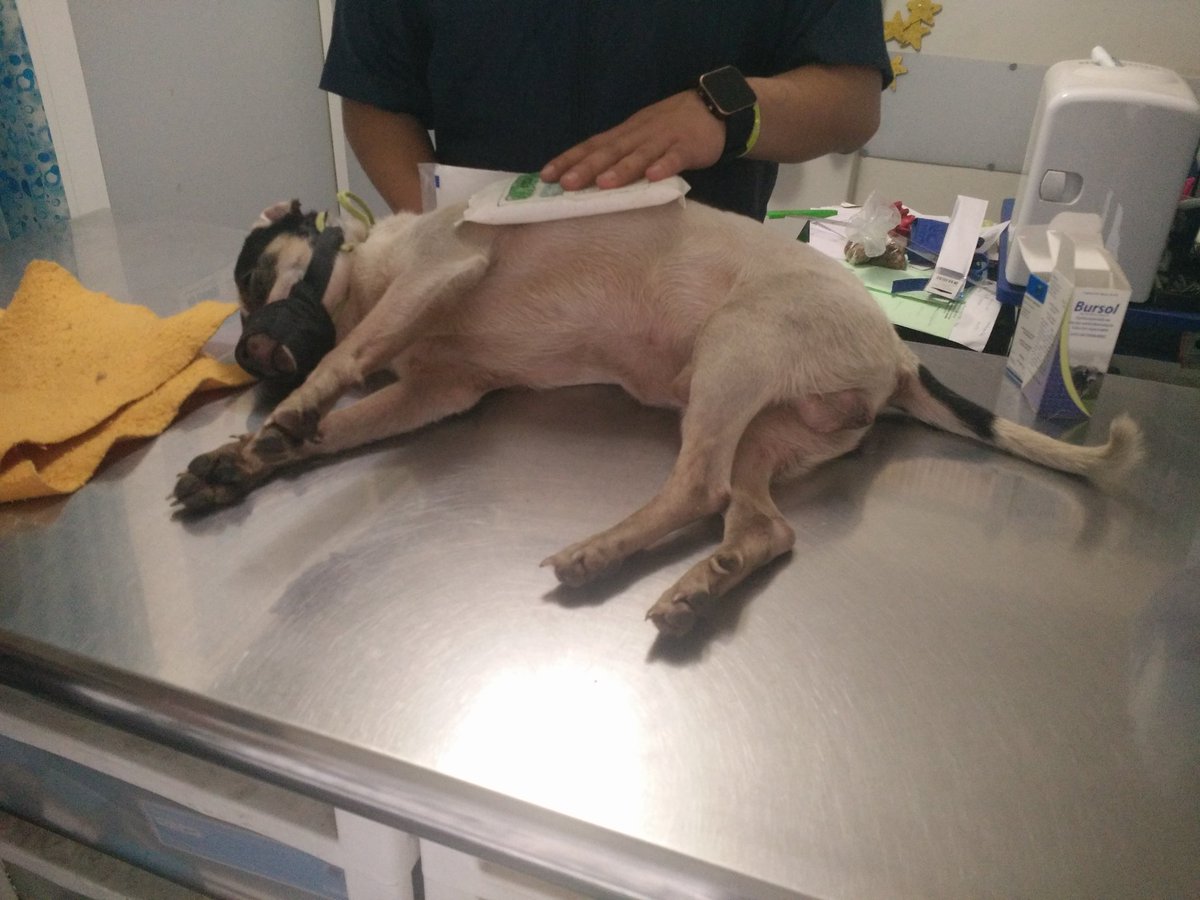 kanisimo_df's tweet photo. Perri, sigue internado llevamos $700 en gastos al día de hoy. Ayuda!!! Información vía whats app 5540568183 https://t.co/k4GZRatMtN
