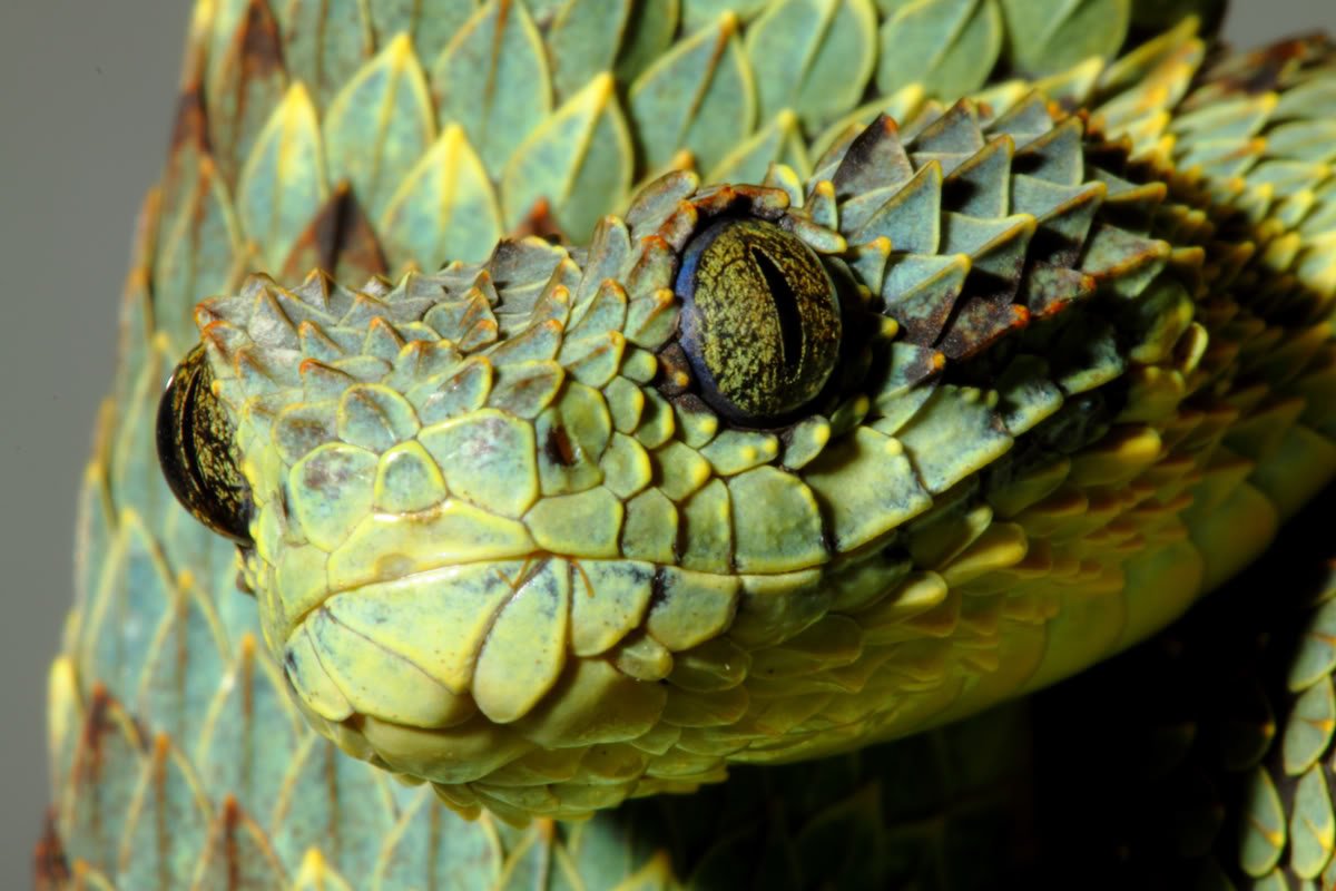 WikiSnakes's tweet photo. atheris squamigera https://t.co/ysOnCeAjTY