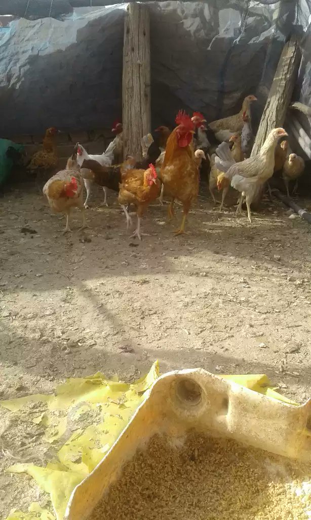 ataalsaeed's tweet image. 