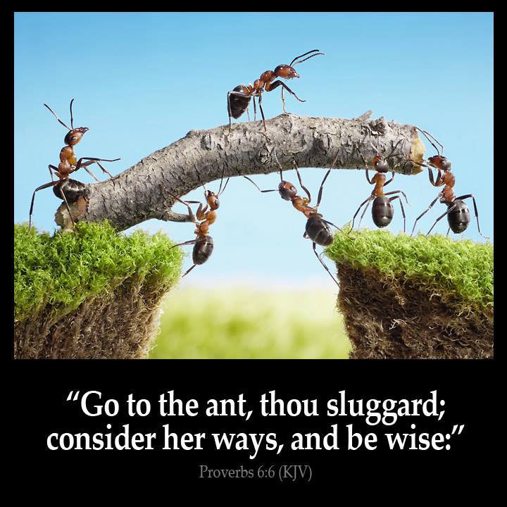 Image result for go to the ant