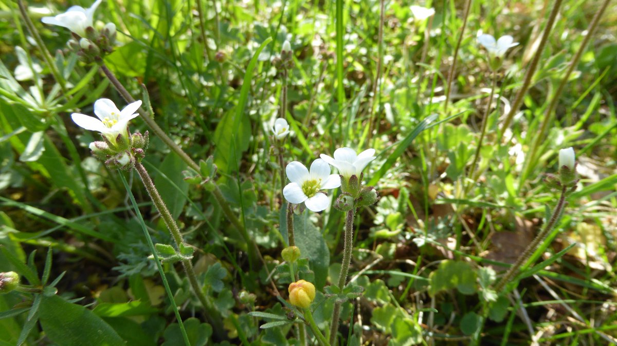 hans_t's tweet photo. Idag 12 maj i Tinnerö. Liljekonvalj, mandelblom, utblommade gullvivor, ramslök.  #naturenskalender https://t.co/l0rnFrwdYq