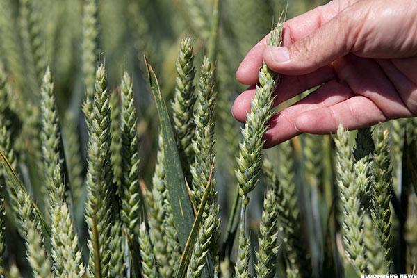 Cramer says buy $DOW &amp; $DD over $MON in seed business dlvr.it/LHtcG3