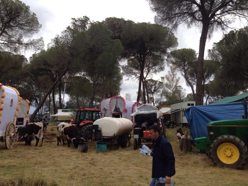 CHICOTADEAMOR1's tweet photo. La hdad. del @rociodetriana descansa ya en la dehesa Tornero tras su segundo día de camino #RocioDETRIANA #ElRocio16 https://t.co/HcPxkiX2Xp