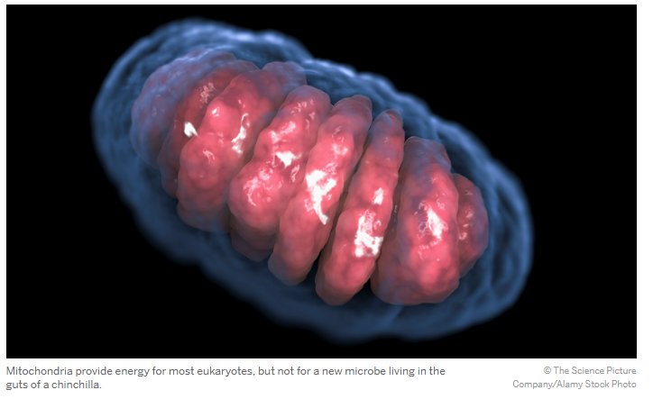 aaas's tweet photo. No mitochondria? No problem! First eukaryotes found without a normal cellular power supply. https://t.co/4hHPtTQp8I https://t.co/wFGoIGlF1i