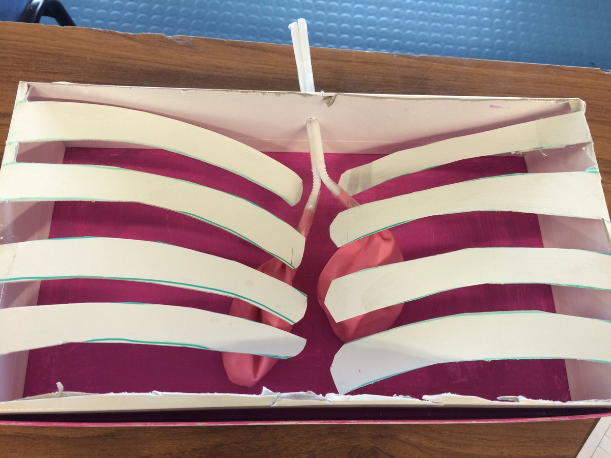 MissCallenRPCC's tweet image. Some truly amazing homework by year 7 today! #lungmodels