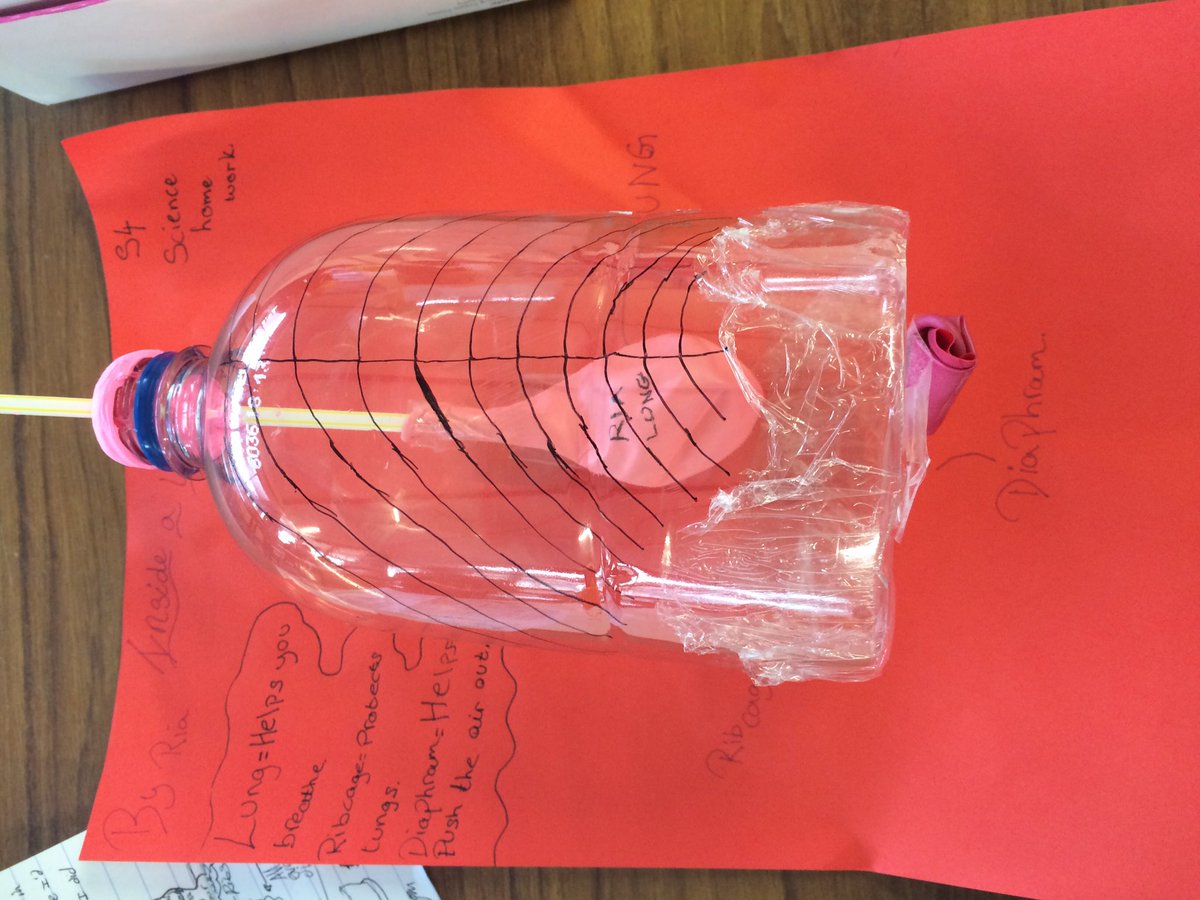 MissCallenRPCC's tweet image. Some truly amazing homework by year 7 today! #lungmodels