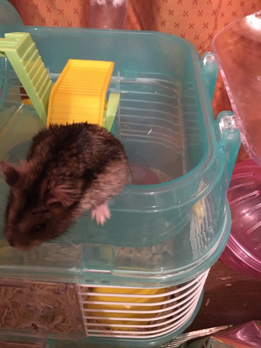 @edens_gate もふもふも元気だよ！w https://t.co/5BoIEEHjYC<a class="tags" target="_blank" title="On Twitter" href="/?out=eyJ0eXAiOiJKV1QiLCJhbGciOiJIUzUxMiJ9.eyJpYXQiOjE3MjY4ODAwODQsImlzcyI6InR3cG9ybnN0YXJzLmNvbSIsIm5iZiI6MTcyNjg4MDA4NCwiZXhwIjoxNzU4NDE2MDg0LCJyZWRpcmVjdF91cmwiOiJodHRwczovL3R3aXR0ZXIuY29tL2VkZW5zX2dhdGUifQ.5LyILk9UYLM4eGtx49zYI_CKcX9dJYX21jc7pmlvGb-gXzR70BiQglDlCU7t1-XS75oig1tRFcolht1xMVb57Q">@edens_gate</a>