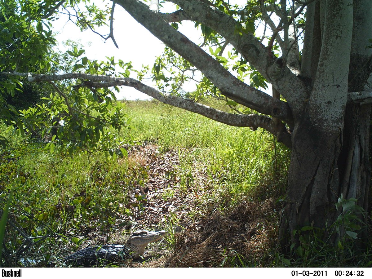 RupWildlife's tweet photo. Female Black Caiman moms actively guard their nests and protect hatchlings up to two years after they are born... https://t.co/QH5VpwO90l