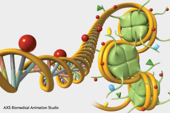 sciam's tweet photo. What are epigenetic modifications, how might they play out across generations? [Infographic] https://t.co/dzNdGkyZWf https://t.co/fpUch2N4Lh