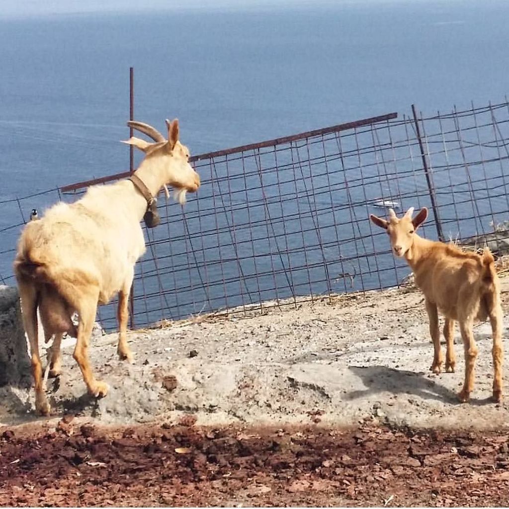 SantoSecrets's tweet image. You won't be the only one admiring the views!
Photo: @roxyvespa
#santorinisecrets #santor… ift.tt/1Yoc8aE