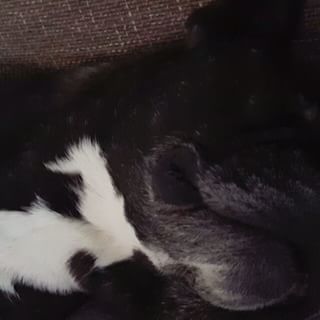 Frenchie_Cute's tweet photo. Snarkar bullen 😜
#frenchbulldog #bull #rottweiler #rasmus #solbacken #snarkar @bullensmatte https://t.co/JmlpTIAVub https://t.co/PBRTzuAggl