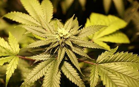 MME_SEATTLE's tweet photo. Germany to legalise #cannabis for medicinal purposes 

 https://t.co/dayw5dmtZ2 … https://t.co/fGVO49hDhh