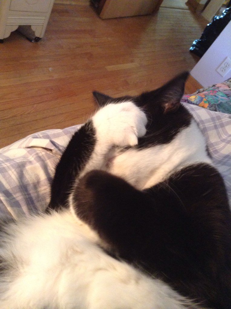 AlexandraLSmit2's tweet image. George on #fluffyfursday. Snoozing, waking and face-palming, forever fluffy. #tuxiesrule #CatsOfTwitter