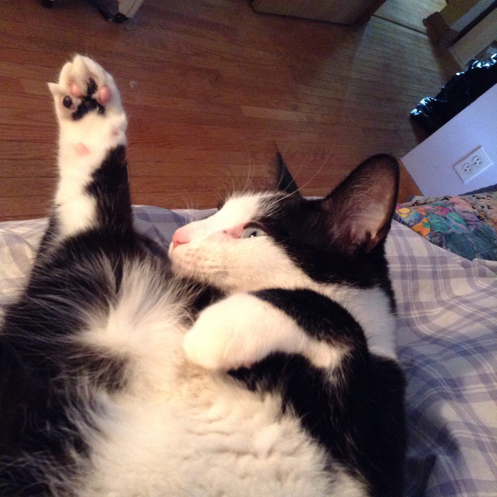 AlexandraLSmit2's tweet image. George on #fluffyfursday. Snoozing, waking and face-palming, forever fluffy. #tuxiesrule #CatsOfTwitter