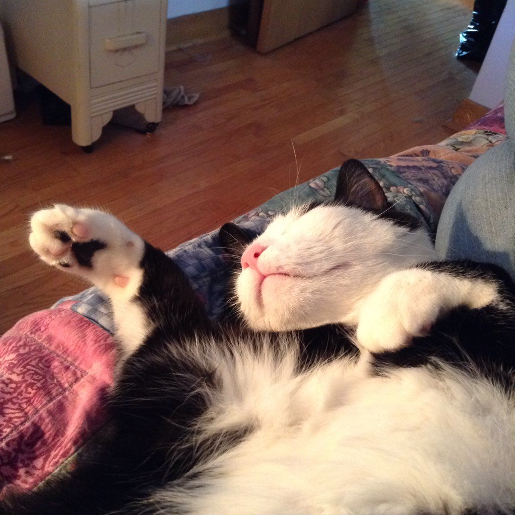 AlexandraLSmit2's tweet image. George on #fluffyfursday. Snoozing, waking and face-palming, forever fluffy. #tuxiesrule #CatsOfTwitter