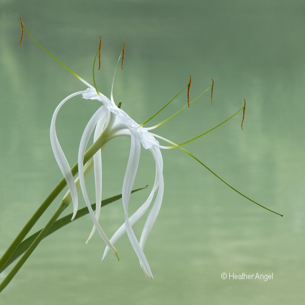 angelantics's tweet image. I shot this surreal spider lily Hymenocallis beside Lacantun River in calm early am air Chiapas, Mexico