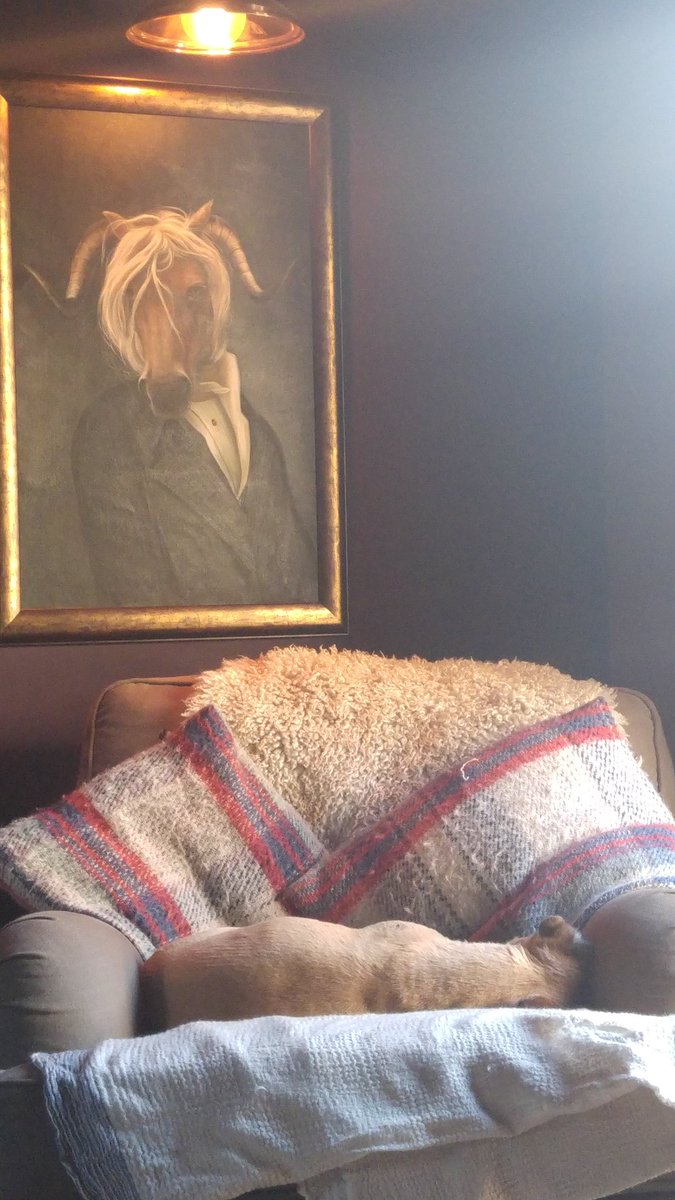 MiddletonsYork's tweet image. Comfy dog. #relaxingdogs