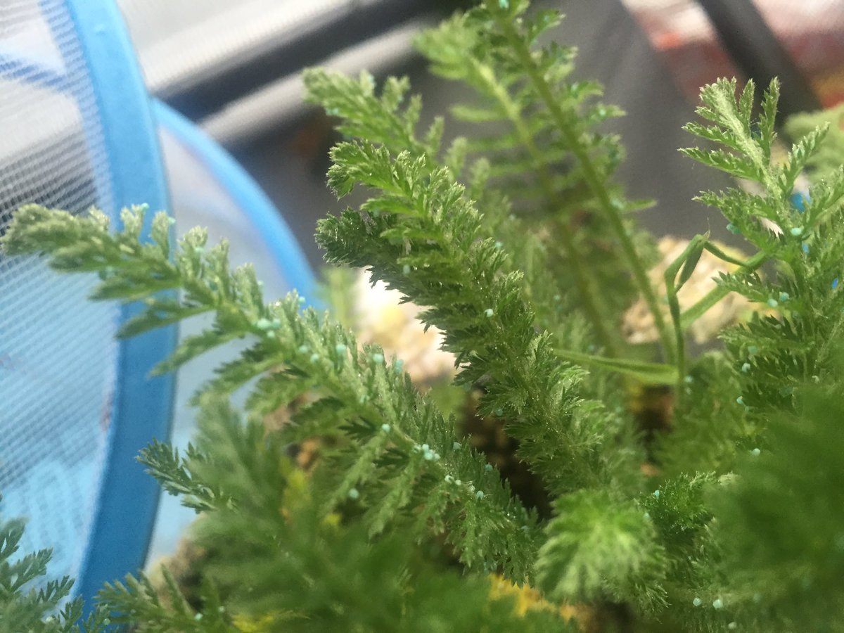 Investigarden's tweet photo. Tiny blue eggs means we're getting ready for the second generation of Painted Lady butterflies! https://t.co/W5viXC8OI0