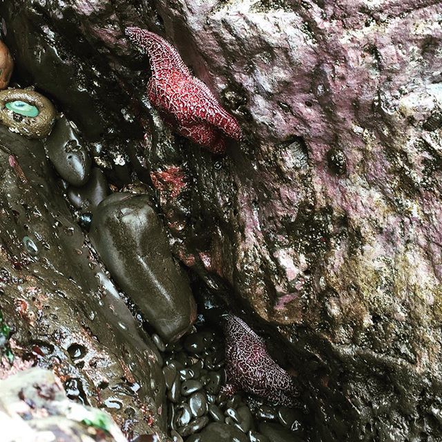 starfishstuff's tweet photo. #seastars aka #starfish #duxburyreef #agatebeach #westmarin #rangerjim visitmarin https://t.co/0N2WWrEsLG https://t.co/6vY6dPhFYt