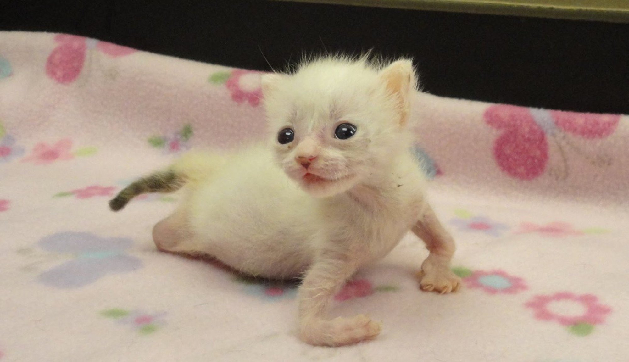 Маленькие котята с косыми лапками