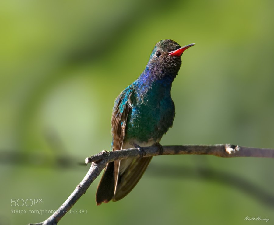 #Photography | Broadbilled hummingbird | #PhotoOfTheDay #Travel #Photo