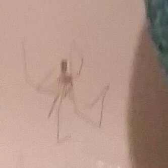 MedicineChef's tweet photo. Do spiders get pedicures? This guy was hangin from my pumice stone this mornin. #SpideyPedi #FootHealthIsImportant https://t.co/MUOEaWTzUH
