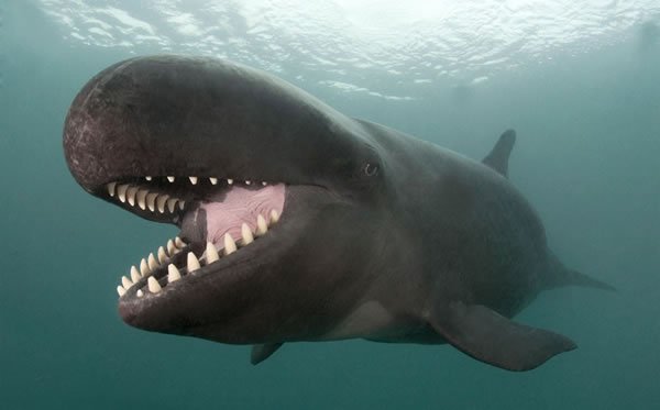 Did you know there's a porpoise called a False Killer Whale?